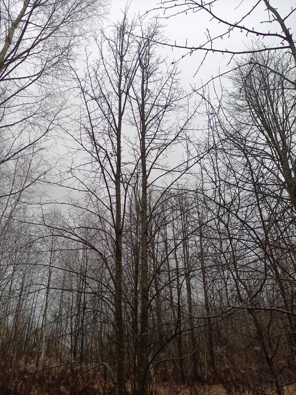 Клен остролистный от 10 до 12 м